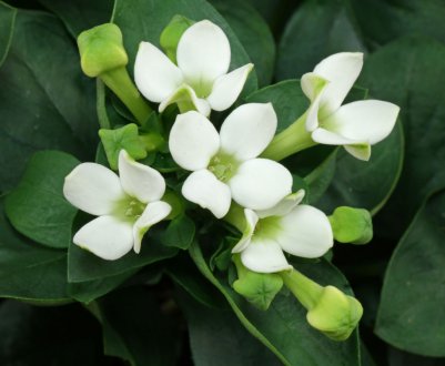 Бувардія: опис рослини, вирощування і догляд в домашніх умовах