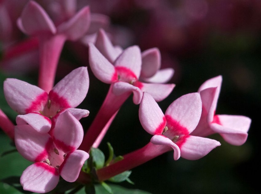 Бувардія домашня