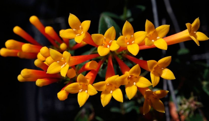 Бувардія жовта