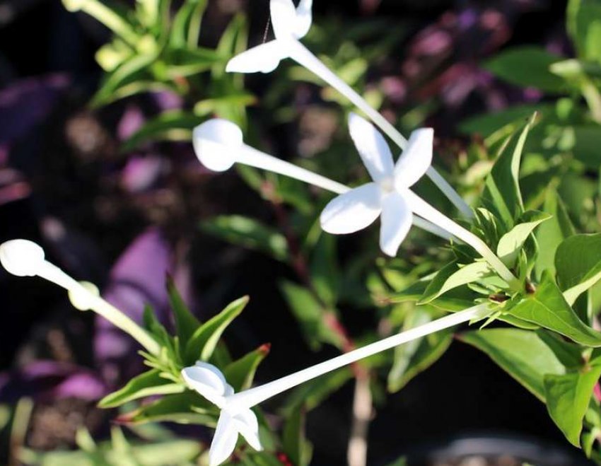 Бувардія длинноцветковая