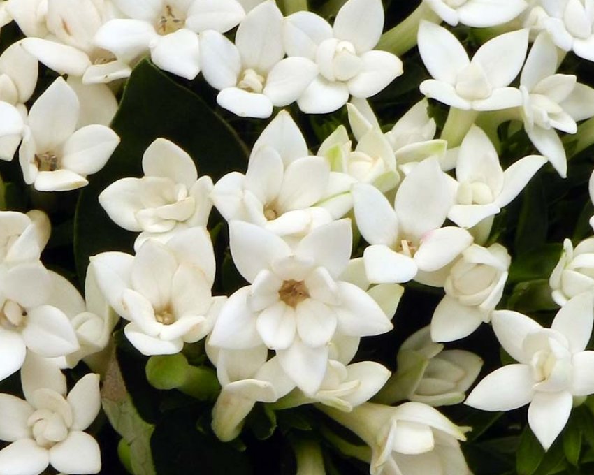 Бувардияжасминоцветковая