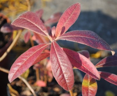 Чому листя рододендрона стає червоним?