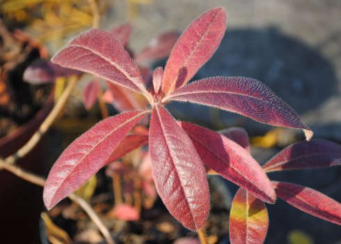 Чому листя рододендрона стає червоним?