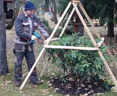 Коли потрібно прикривати рододендрони на зиму?