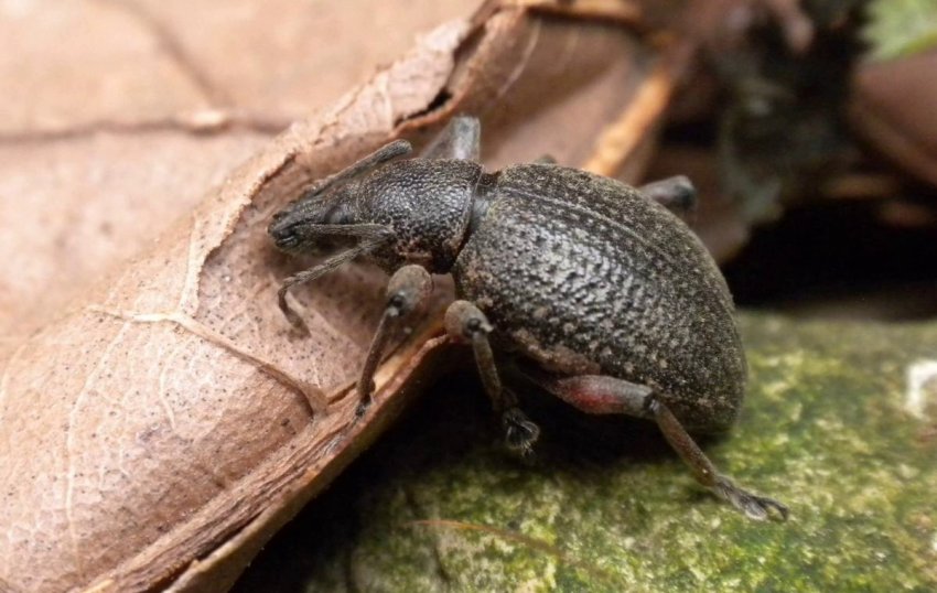 Борознистий довгоносик Борознистий довгоносик