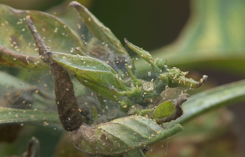 Павутинний кліщ на рододендронах Павутинний кліщ на рододендронах