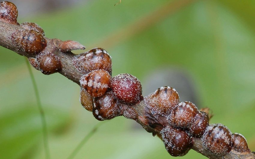 Акацієва ложнощитівка Акацієва ложнощитівка