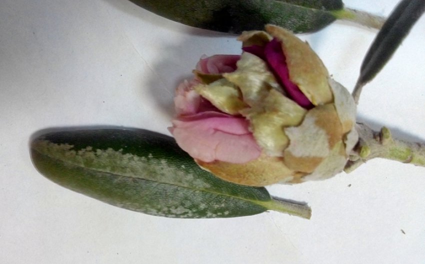 Наявність тютюнових трипсів на рододендроні Наявність тютюнових трипсів на рододендроні