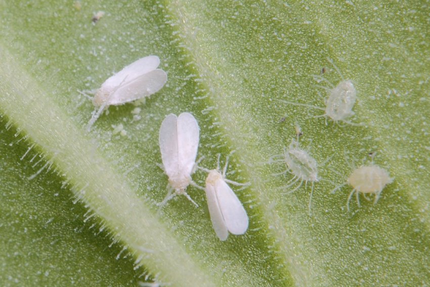 Оранжерейні білокрилки Оранжерейні білокрилки