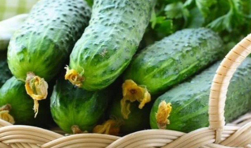 сорта китайских огурцов для теплицы самоопыляемые. Смотреть фото сорта китайских огурцов для теплицы самоопыляемые. Смотреть картинку сорта китайских огурцов для теплицы самоопыляемые. Картинка про сорта китайских огурцов для теплицы самоопыляемые. Фото сорта китайских огурцов для теплицы самоопыляемые