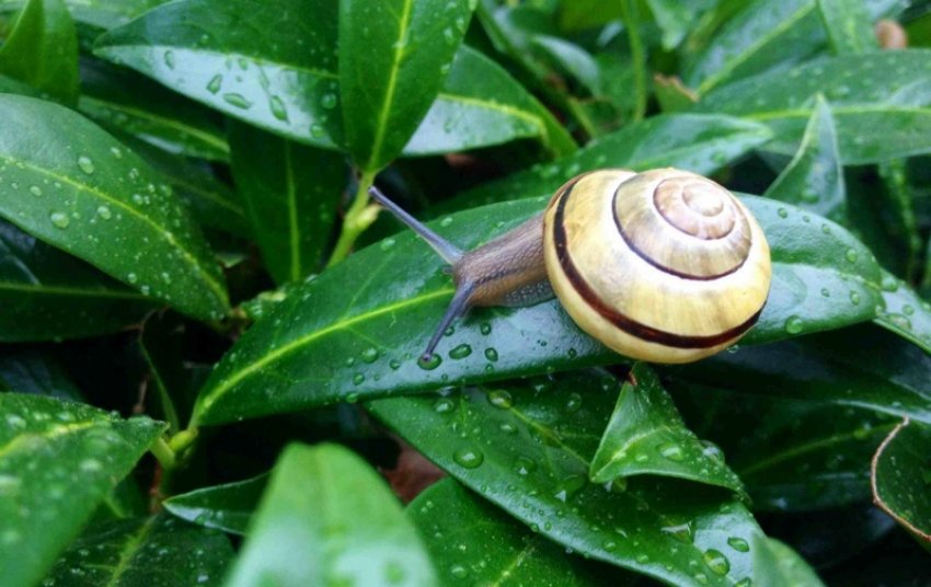 Молюск на рододендроні Молюск на рододендроні