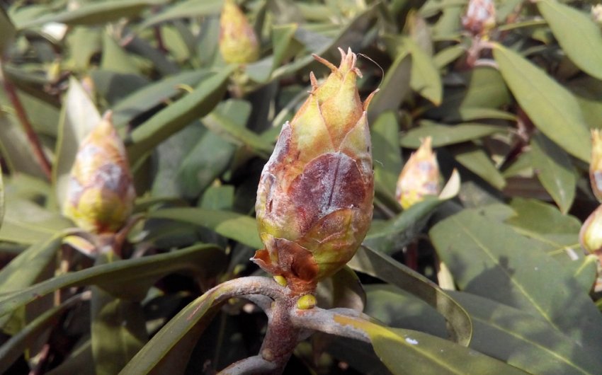 Фітофторозна гниль на рододендронах Фітофторозна гниль на рододендронах