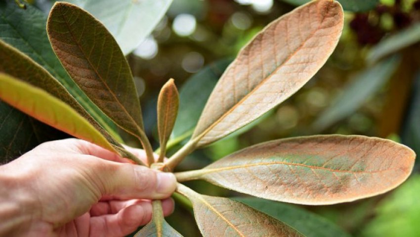 Ржавчина рододендрона Ржавчина рододендрона