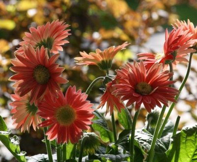 Гербера в горщику: догляд в домашніх умовах, особливості поливу і пересадки