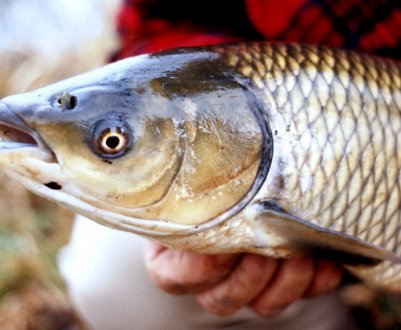 Як ловити білого амура восени
