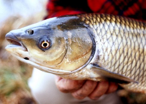 Как ловить белого амура осенью