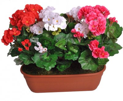 Як правильно і коли можна пересаджувати герань в домашніх умовах