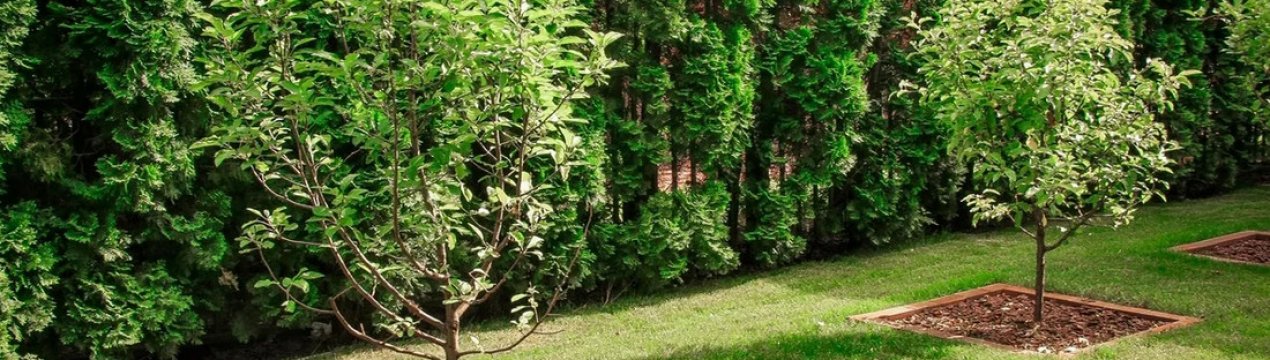 Фруктовий сад у ландшафтному дизайні