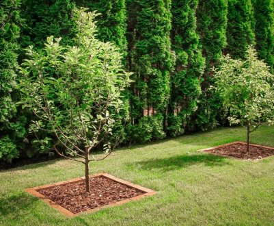 Фруктовий сад у ландшафтному дизайні