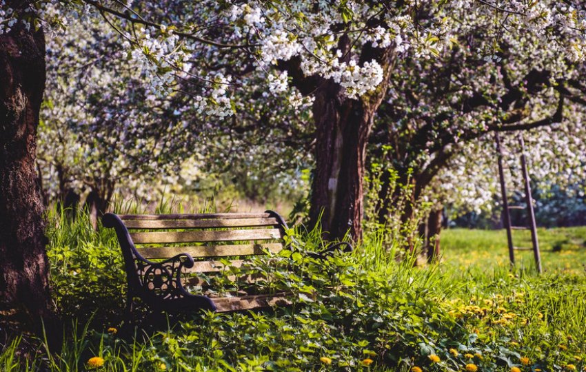 Лавка під яблунею Лавка під яблунею
