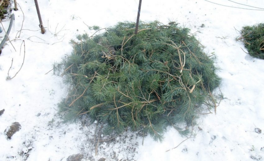 Укриття куща лапником на зиму Укриття куща лапником на зиму