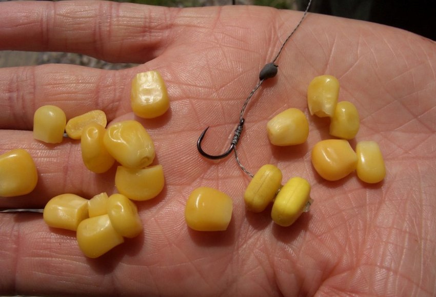 Приманка для риби