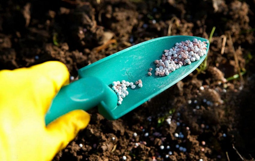 Внесення добрив літом Внесення добрив літом