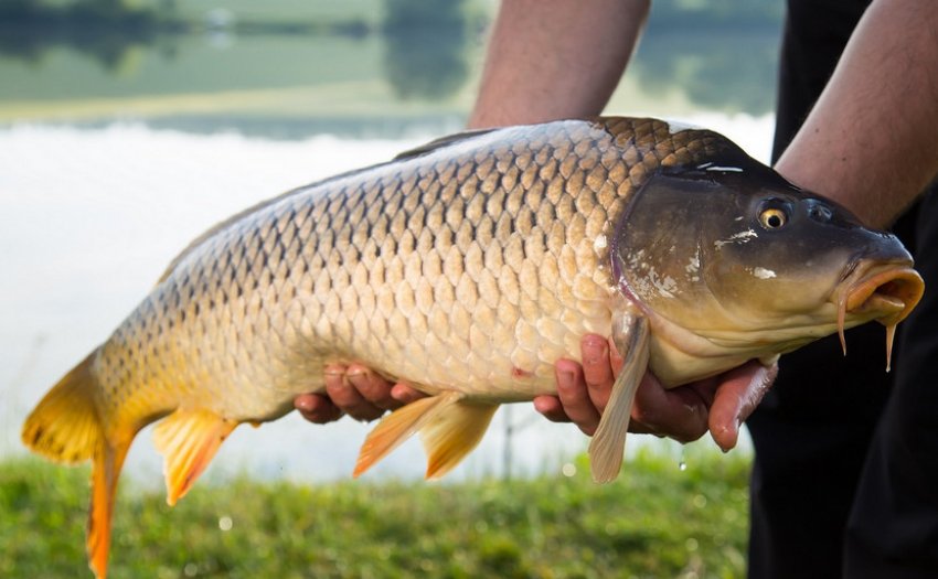 Ловля сазана