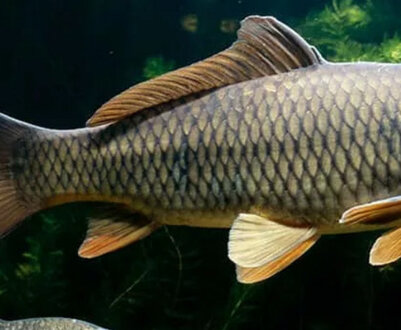 Що собою являє риба сазан