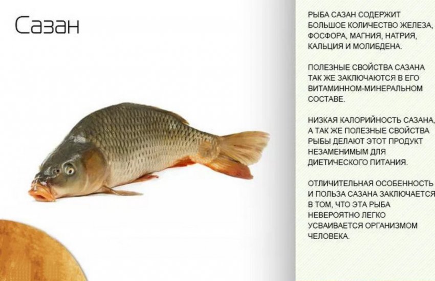 Какая рыба вредна. Сазан рыба. Рыба сазан чем полезна. Полезные качества рыбы. Польза рыбы.
