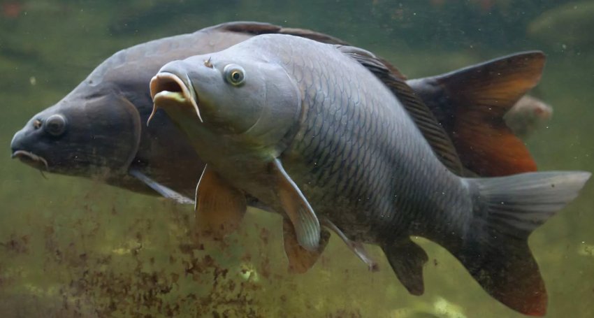 Житлова форма сазанів