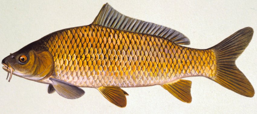 Напівпрохідна форма сазана