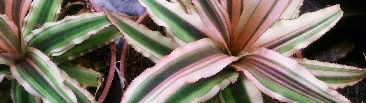 Квітка криптантус: догляд в домашніх умовах