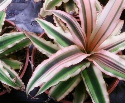 Квітка криптантус: догляд в домашніх умовах