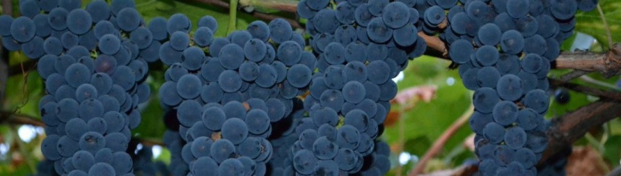 Іспанія втратила 40% врожаю столового винограду