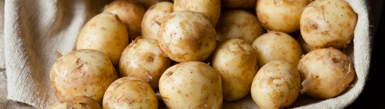 США схвалили 3 види генно-інженерного картоплі