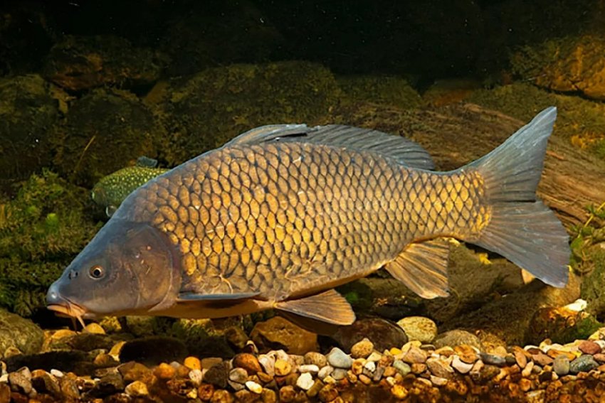 Cyprinus carpio yilmaz