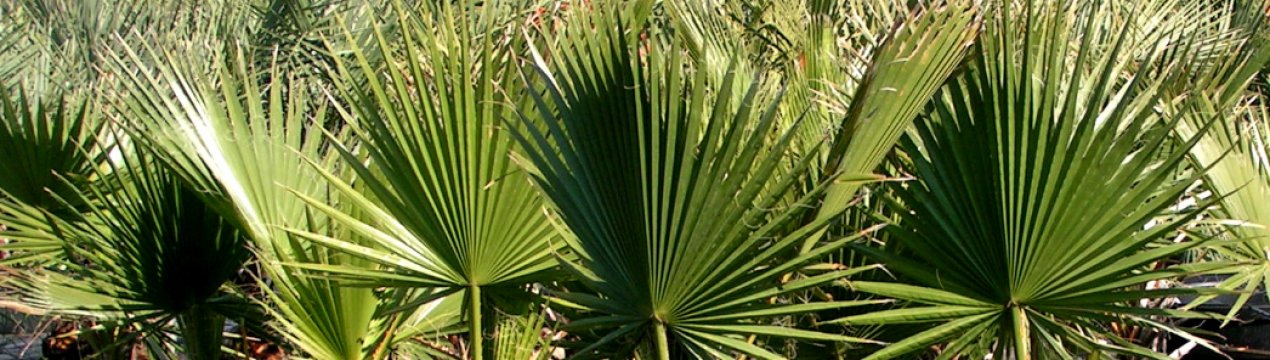 Вашингтония: опис, особливості догляду в домашніх умовах