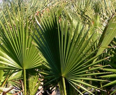 Вашингтония: опис, особливості догляду в домашніх умовах