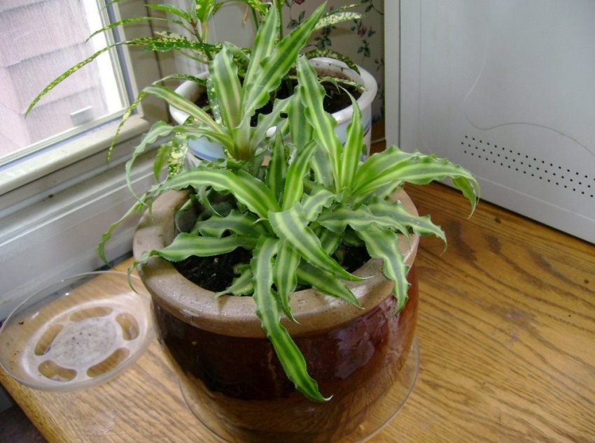 Криптантус безстебельні Криптантус безстебельні