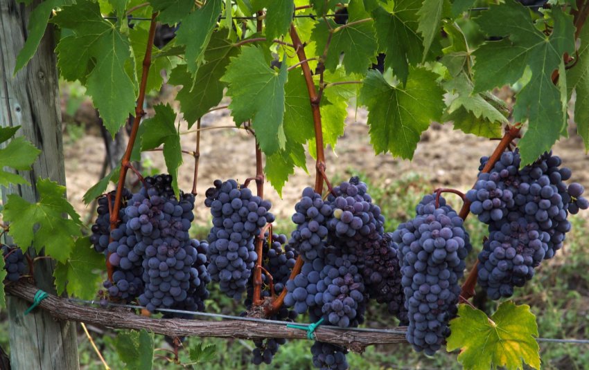 Іспанія втратила 40% врожаю столового винограду