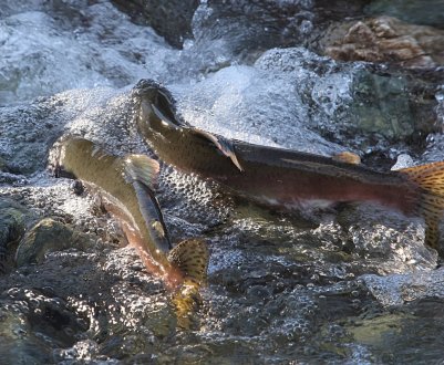 Терміни та інші особливості нересту горбуші
