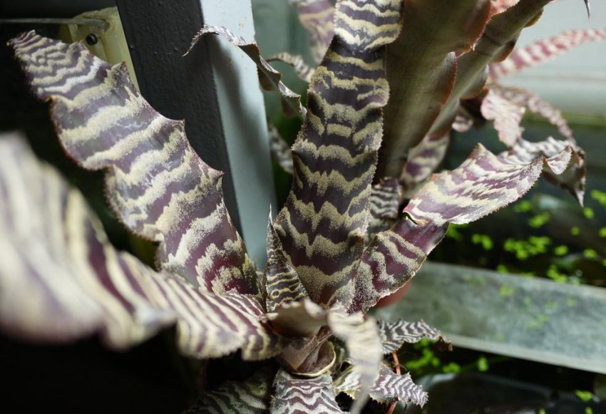 Криптантус Фостера Криптантус Фостера