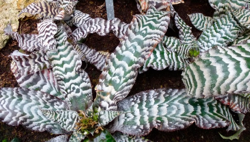 Криптантус поперечно-смугастий Криптантус поперечно-смугастий