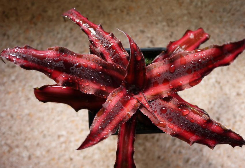 Криптантус ред стар Криптантус ред стар