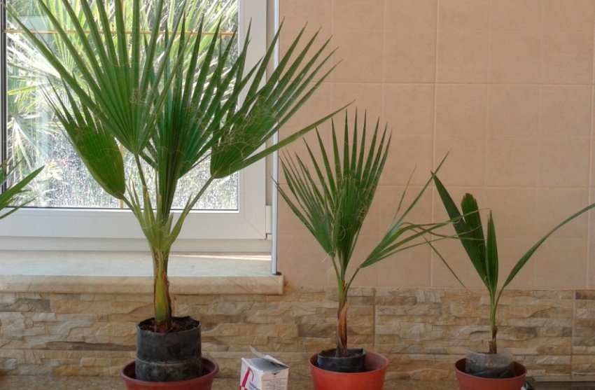 Вашингтония