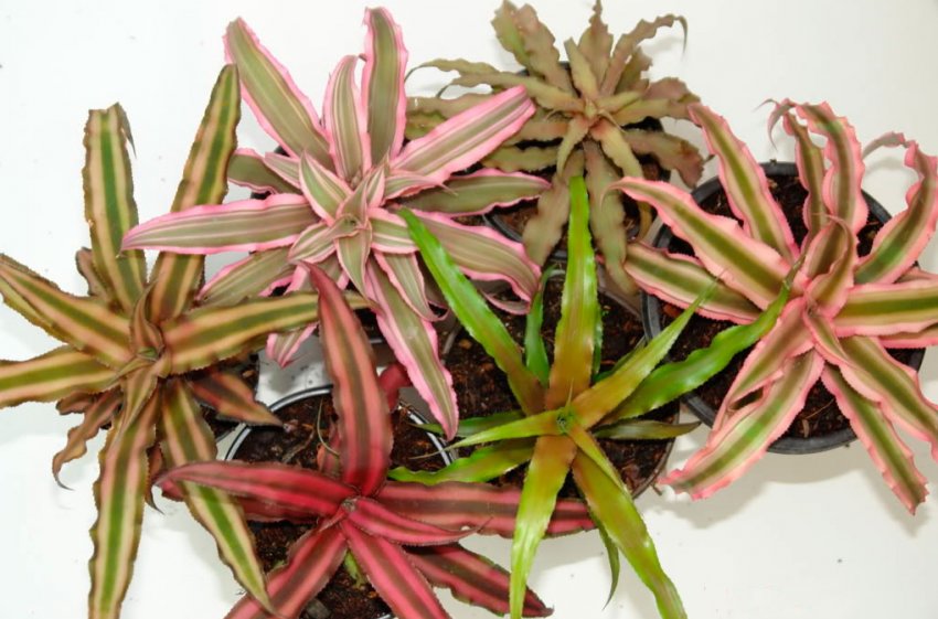 Криптантус Криптантус