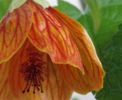 Абутилон: опис рослин, особливості вирощування та догляду в домашніх умовах