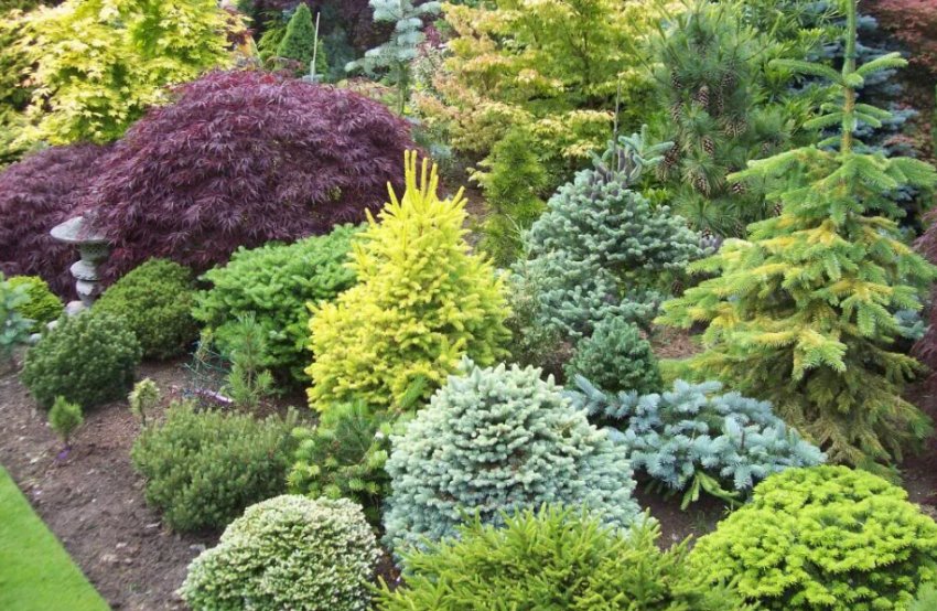 Карликові хвойні рослини у ландшафтному дизайні