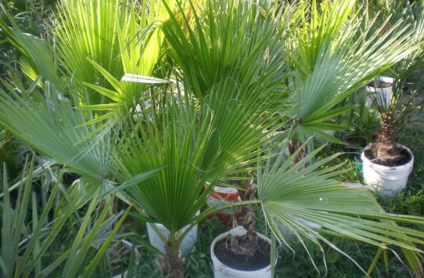 Washingtonia robusta